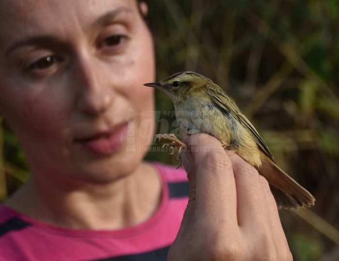 Галина Мешкова, еколог: Климатичните промени намаляват видовото разнообразие на птици 